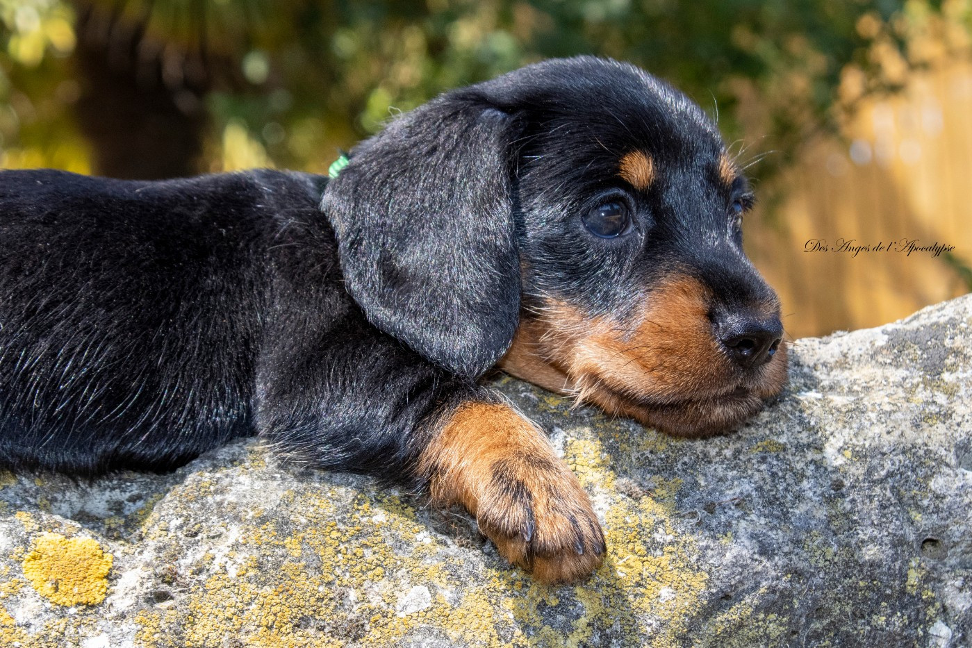 Des Anges De L'apocalypse - Chiots disponibles - Teckel poil dur