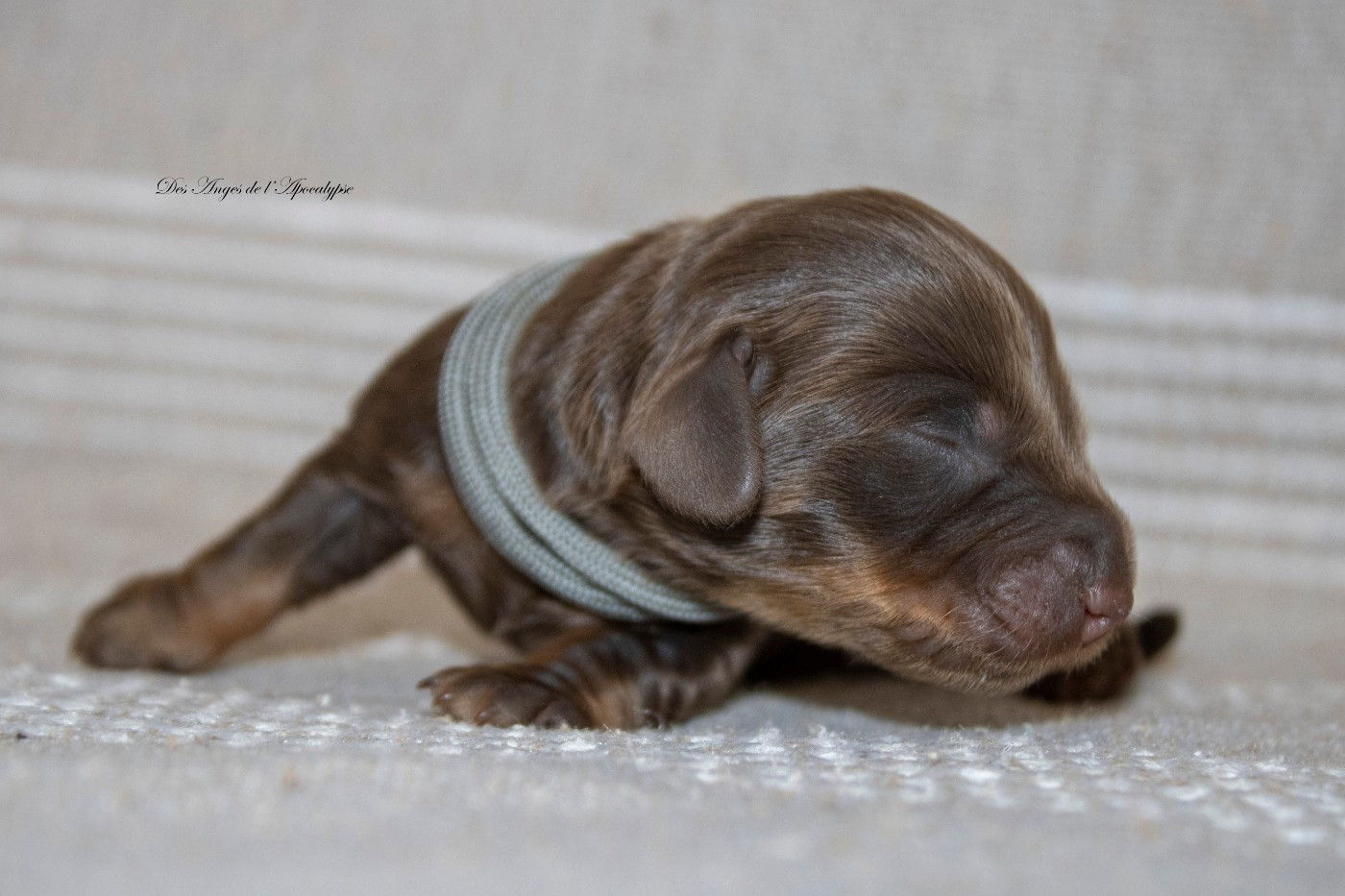 Des Anges De L'apocalypse - Chiots disponibles - Teckel poil long