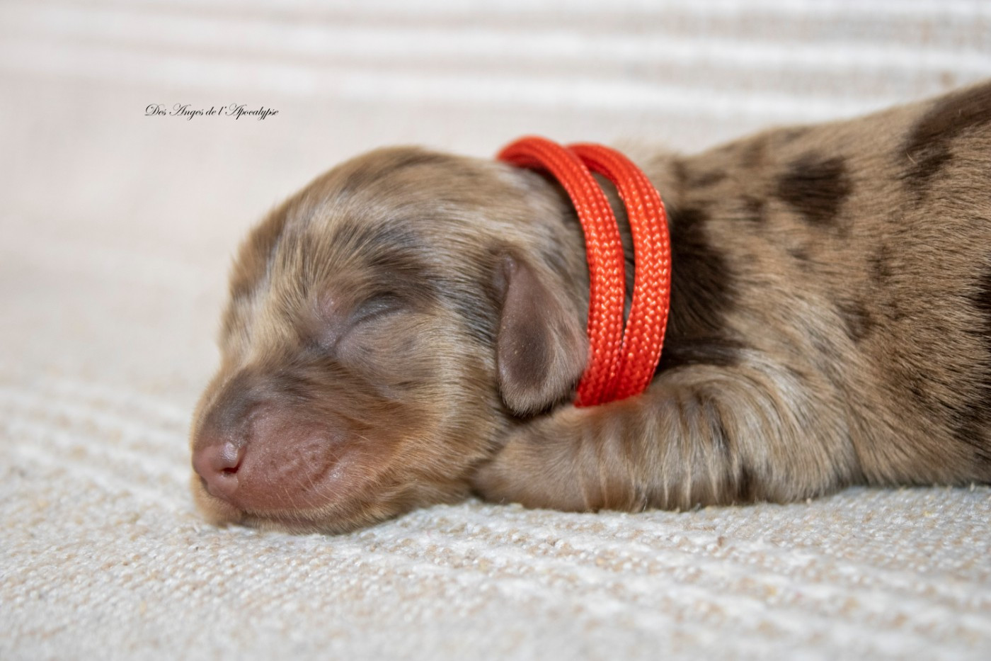Des Anges De L'apocalypse - Chiots disponibles - Teckel poil long