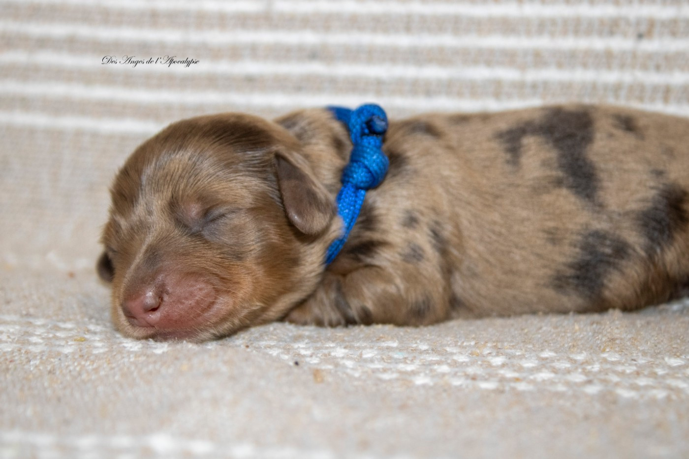 Des Anges De L'apocalypse - Chiots disponibles - Teckel poil long