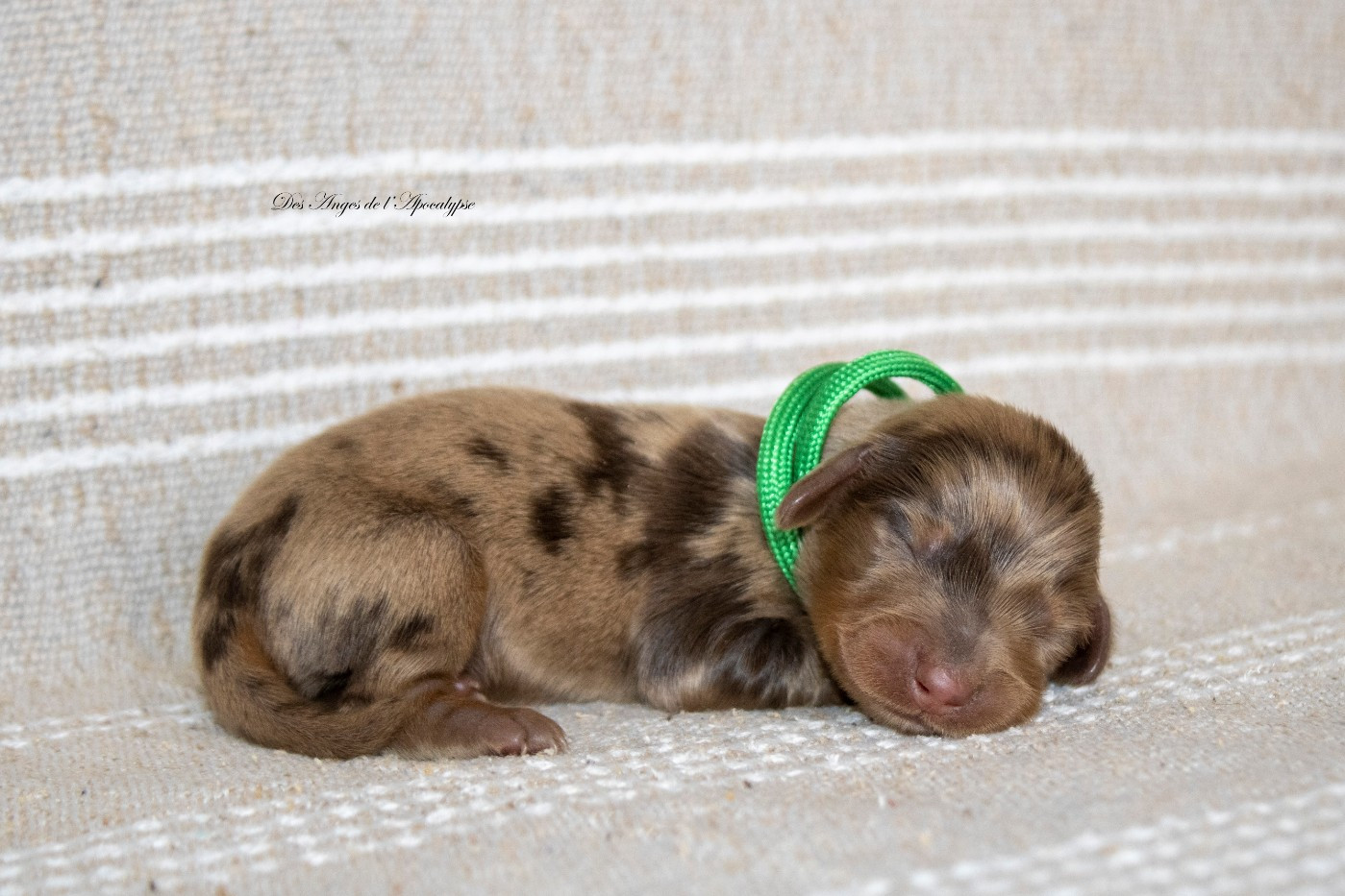 Des Anges De L'apocalypse - Chiots disponibles - Teckel poil long