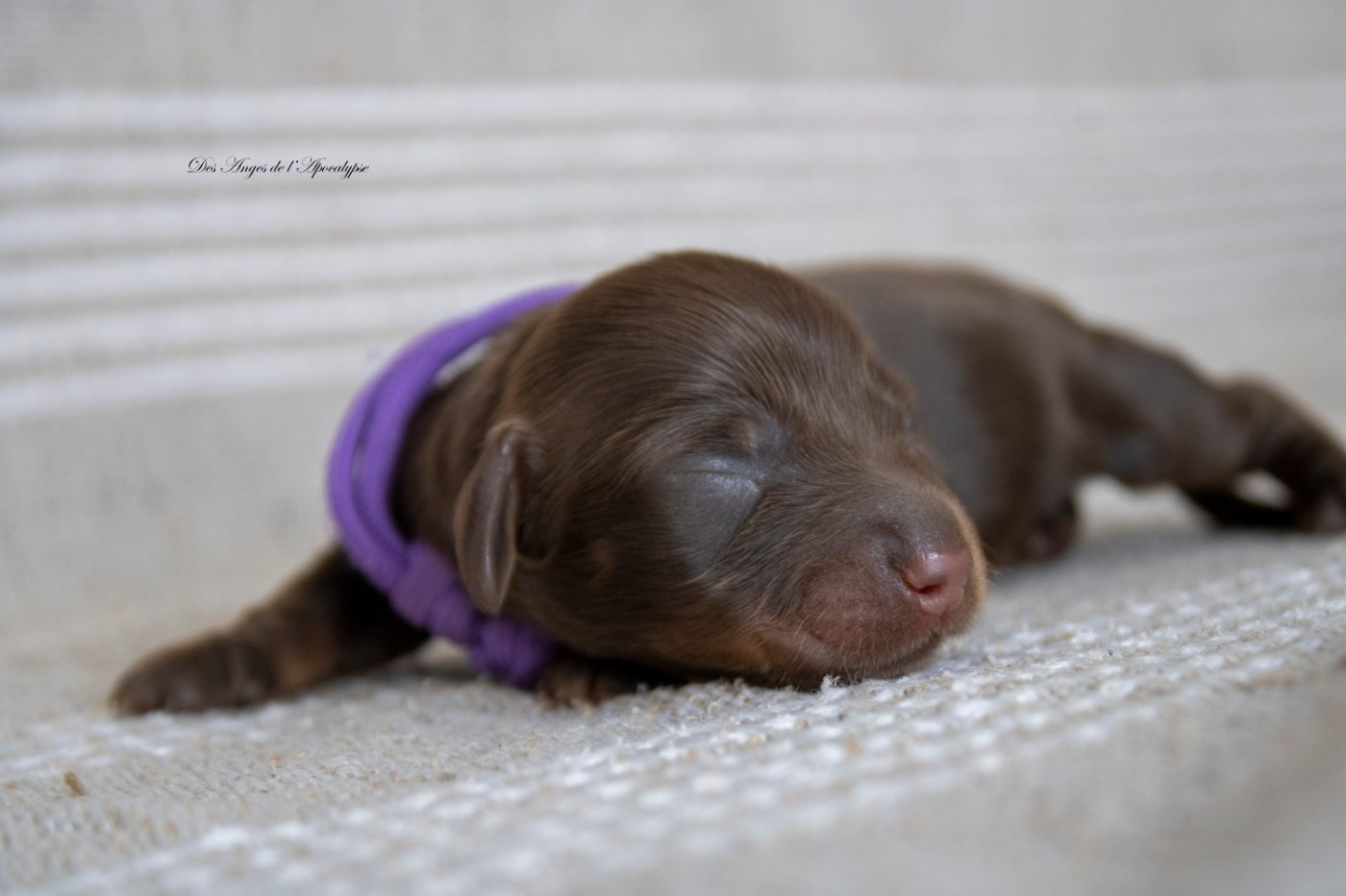Des Anges De L'apocalypse - Chiots disponibles - Teckel poil long