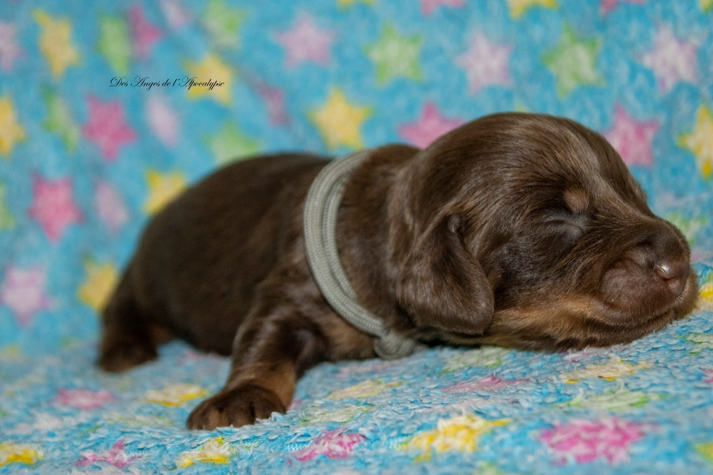 Chiot Teckel poil long Des Anges De L'apocalypse
