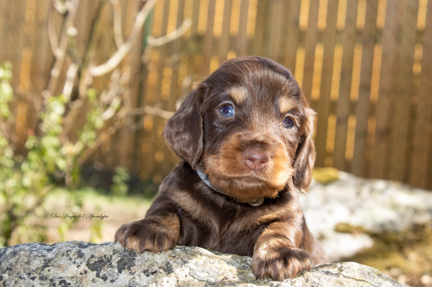 Des Anges De L'apocalypse - Chiots disponibles - Teckel poil long