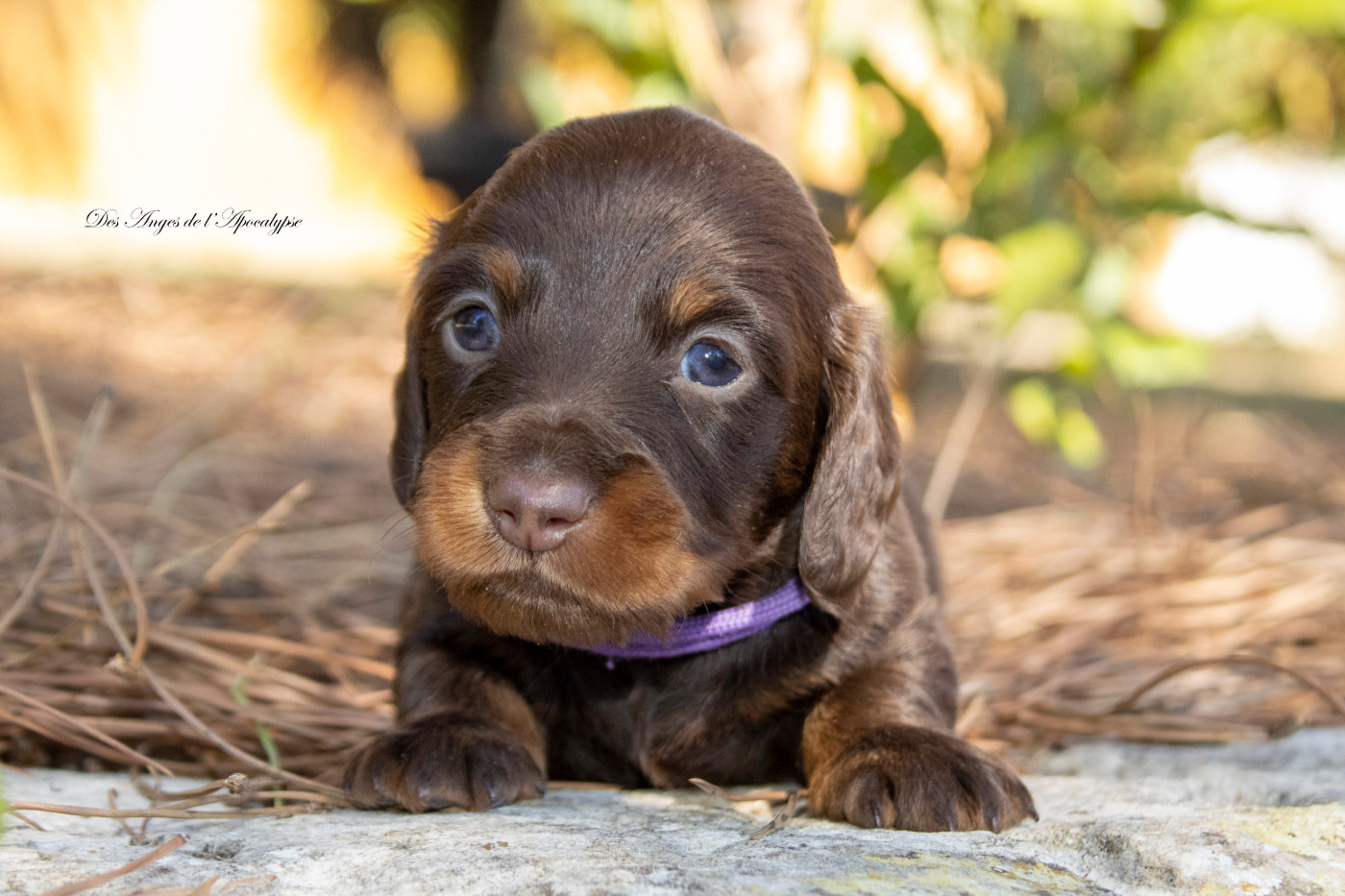 Des Anges De L'apocalypse - Chiots disponibles - Teckel poil long