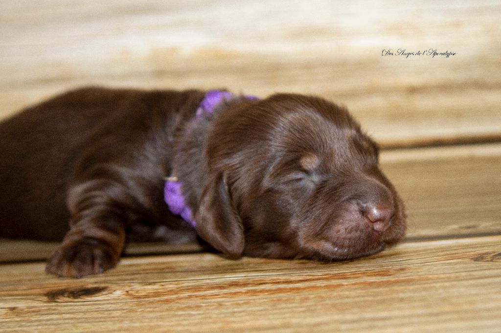 Des Anges De L'apocalypse - Chiots disponibles - Teckel poil long
