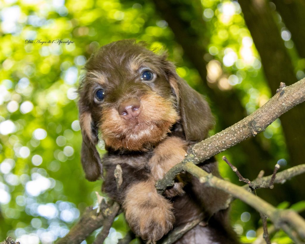 Chiot Teckel poil dur Des Anges De L'apocalypse