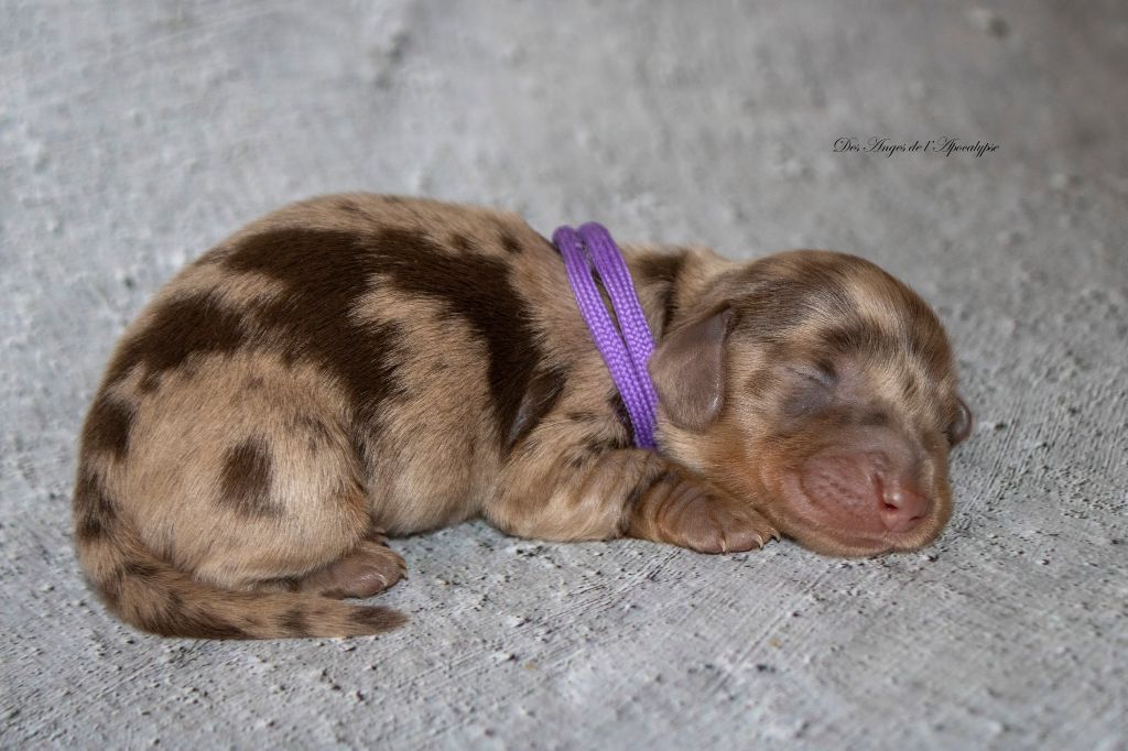 Des Anges De L'apocalypse - Chiots disponibles - Teckel poil long