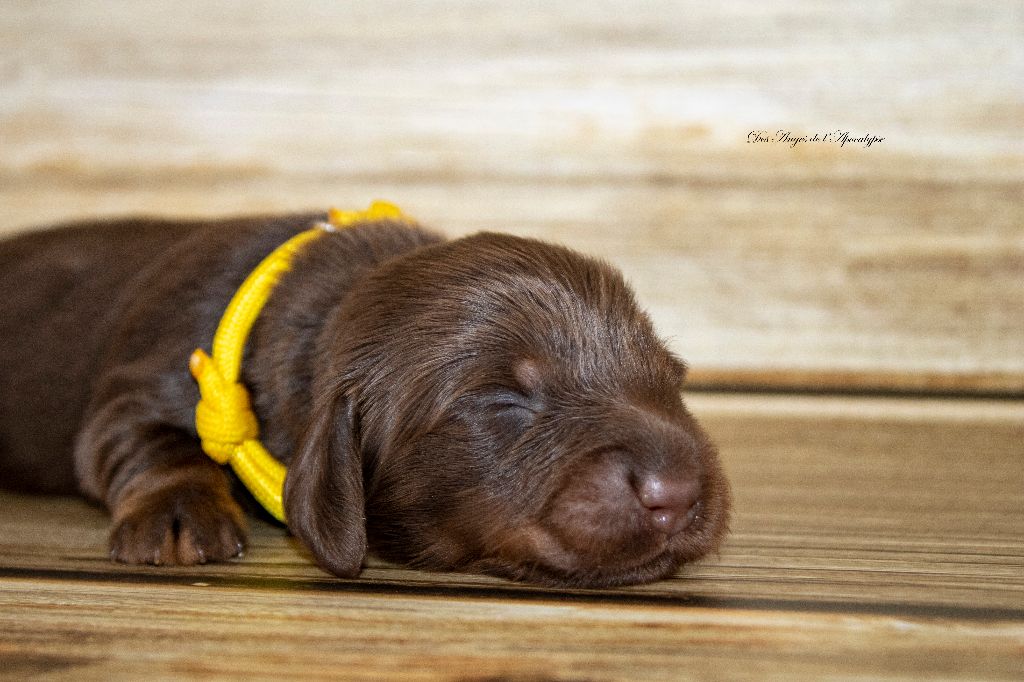 Des Anges De L'apocalypse - Chiots disponibles - Teckel poil long