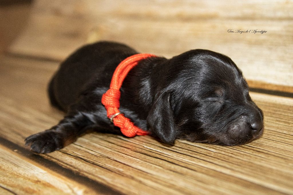 Des Anges De L'apocalypse - Chiots disponibles - Teckel poil long