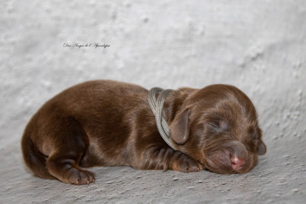Des Anges De L'apocalypse - Chiots disponibles - Teckel poil long