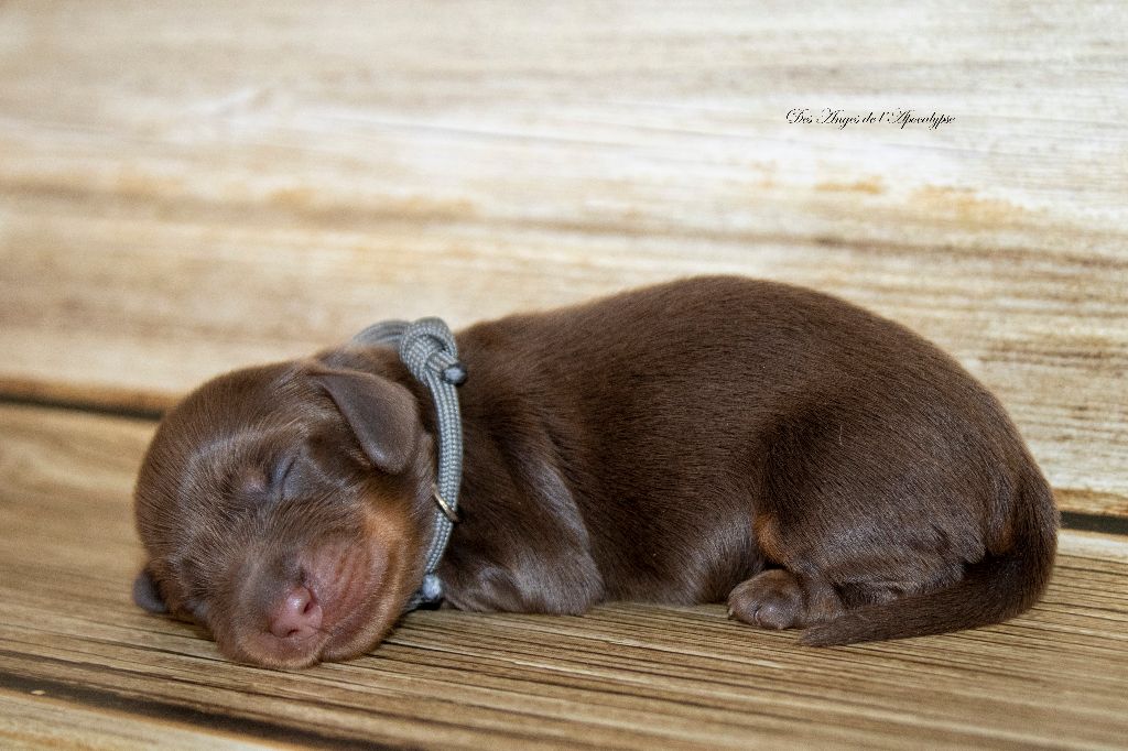 Des Anges De L'apocalypse - Chiots disponibles - Teckel poil long
