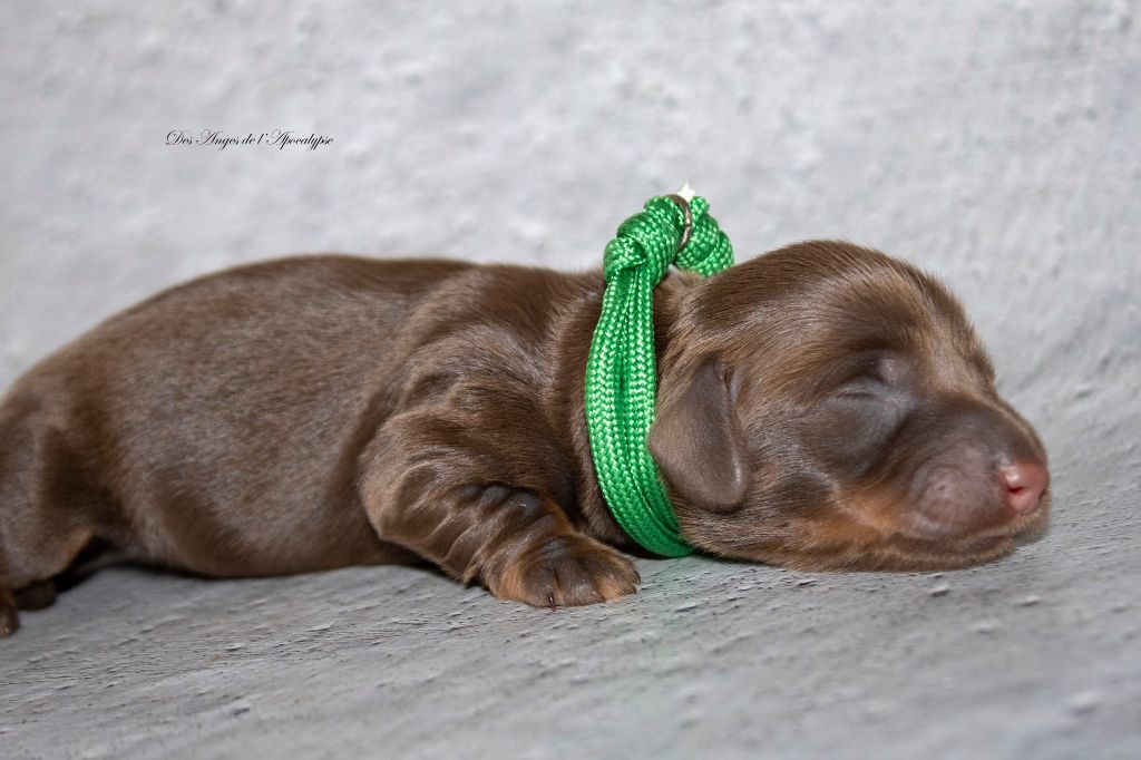 Des Anges De L'apocalypse - Chiots disponibles - Teckel poil long