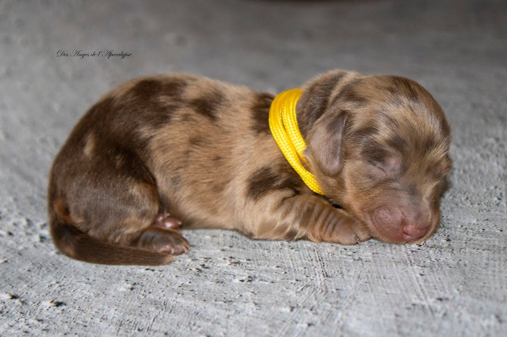 Des Anges De L'apocalypse - Chiots disponibles - Teckel poil long
