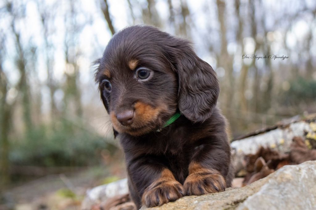Chiot Teckel poil long Des Anges De L'apocalypse