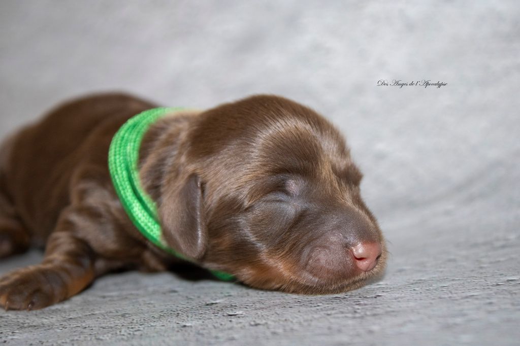 Chiot Teckel poil long Des Anges De L'apocalypse