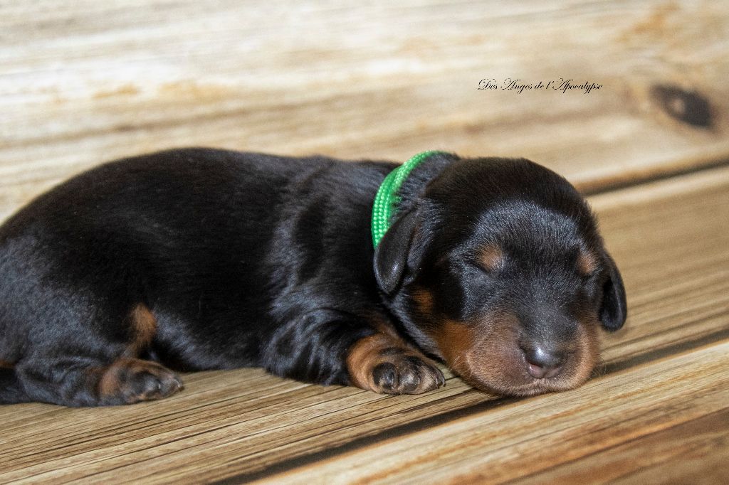 Des Anges De L'apocalypse - Chiots disponibles - Teckel poil long