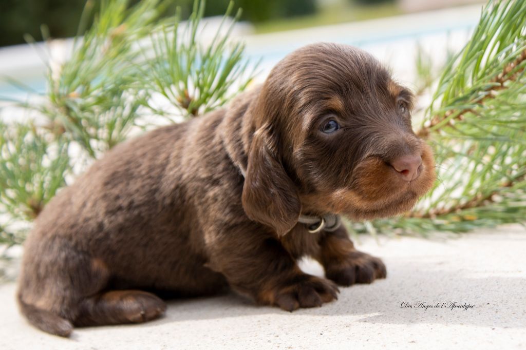 Chiot Teckel poil long Des Anges De L'apocalypse