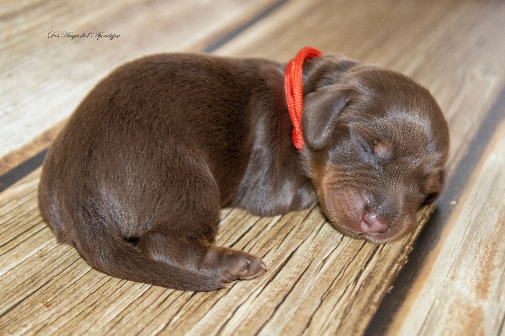 Des Anges De L'apocalypse - Chiots disponibles - Teckel poil long