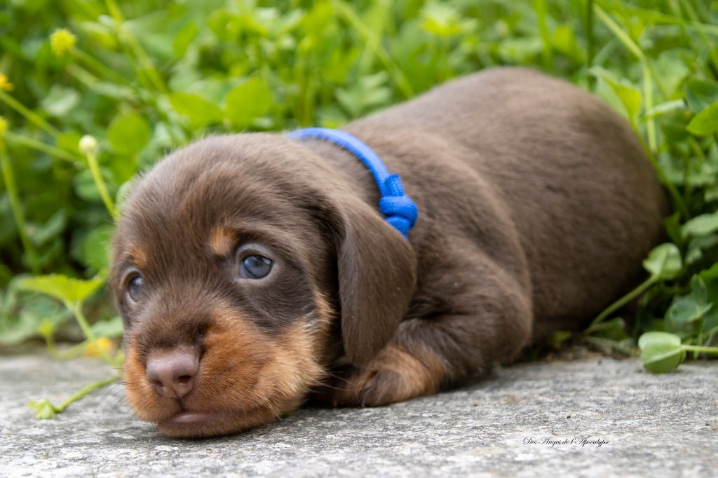 Chiot Teckel poil dur Des Anges De L'apocalypse